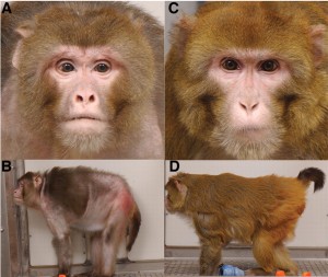 monkeys2