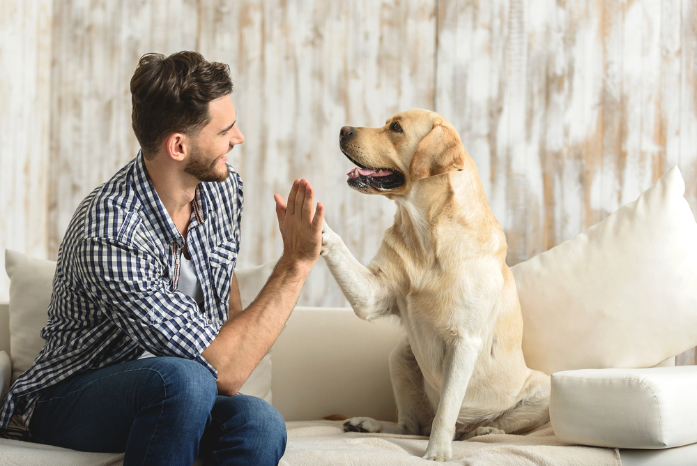 Pet insurance versus savings accounts: What are owners choosing?