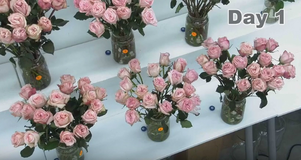 Flowers are blooming in Flexfresh by Uflex